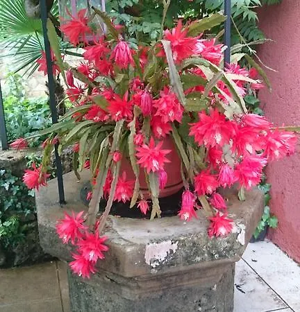 Lavanda Appartement Opatija