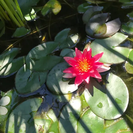 アパート Lavanda