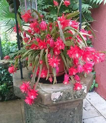 Lavanda Appartamento Abbazia